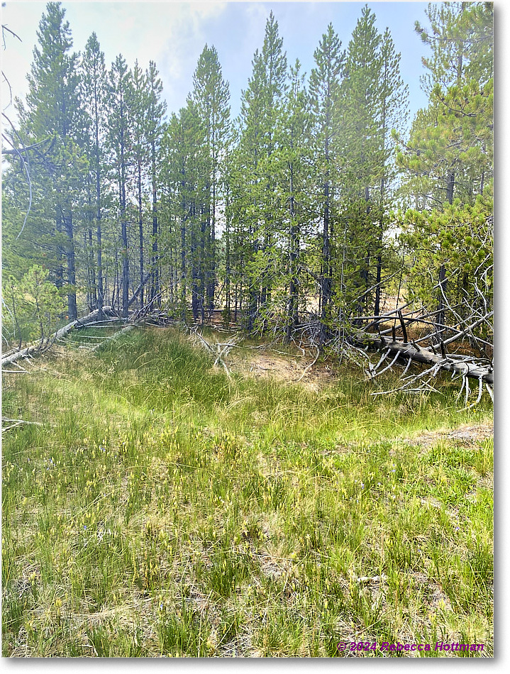 Yellowstone_Jul28Sun_IMG_5187 copy