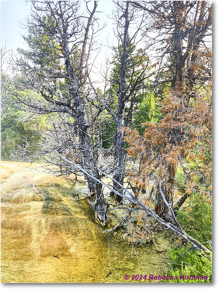 Yellowstone_Jul29Mon_IMG_5225