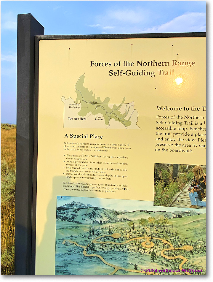 Yellowstone_Jul30Tue_IMG_5297