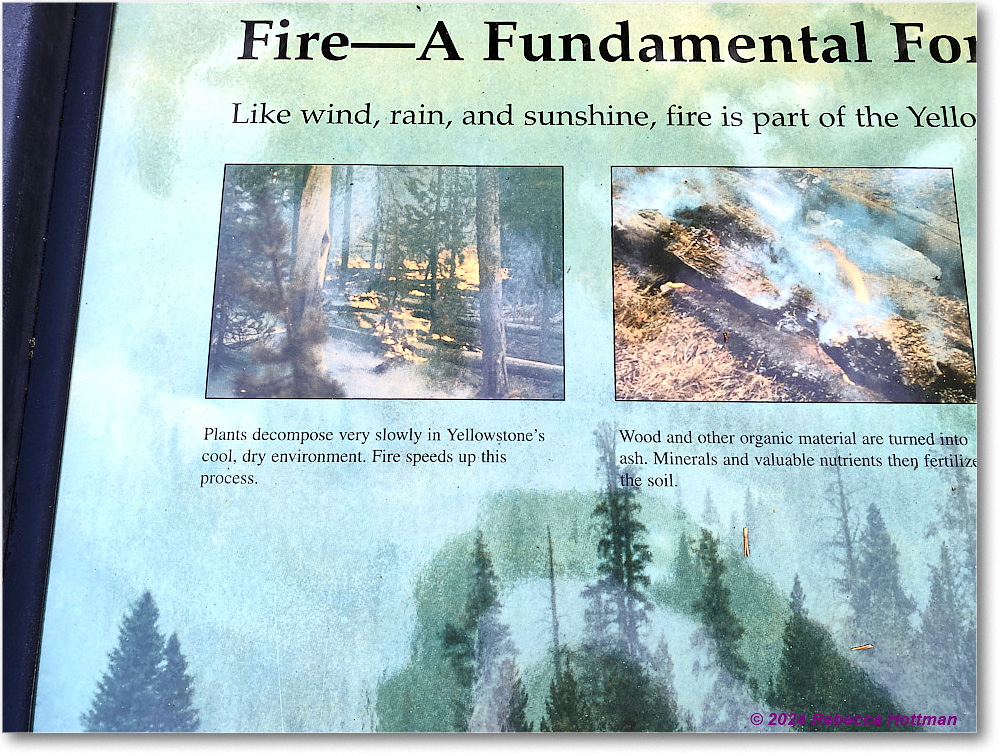 Yellowstone_Jul30Tue_IMG_5302