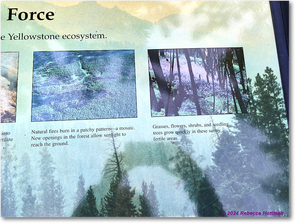 Yellowstone_Jul30Tue_IMG_5303