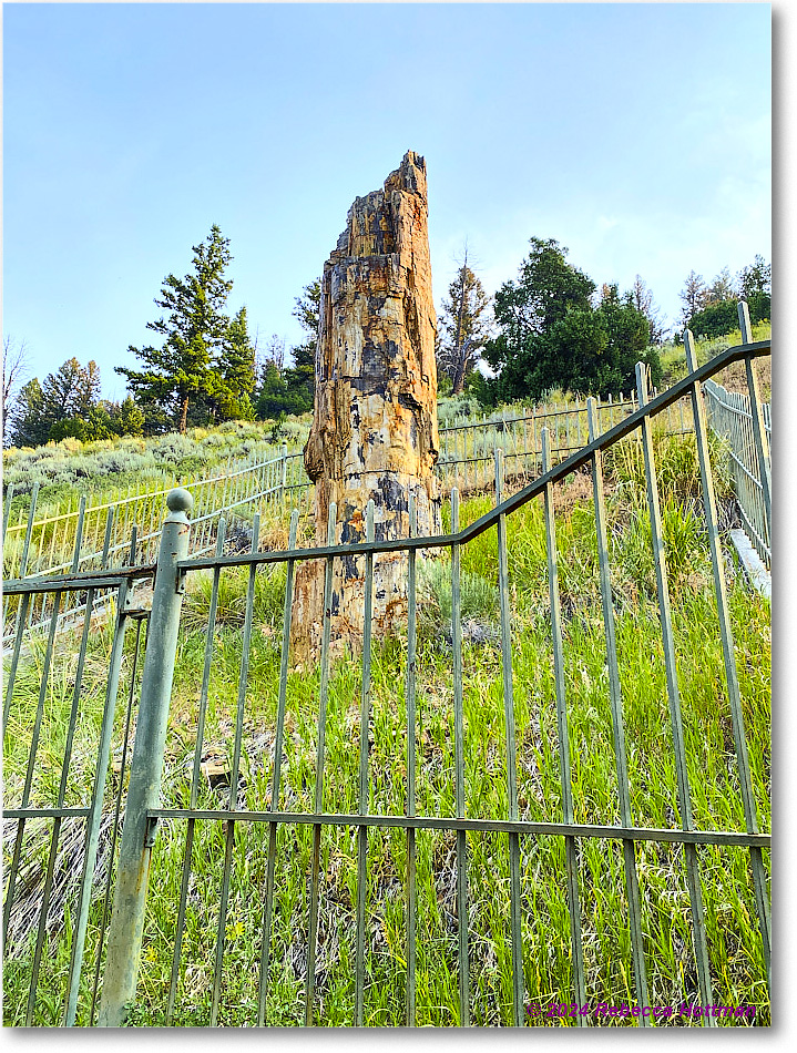 Yellowstone_Jul30Tue_IMG_5308