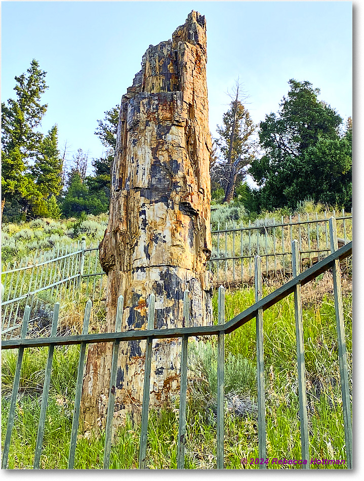 Yellowstone_Jul30Tue_IMG_5309