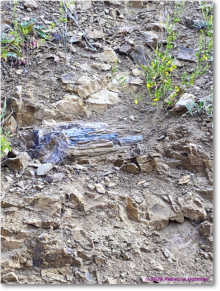 Yellowstone_Jul30Tue_IMG_5310