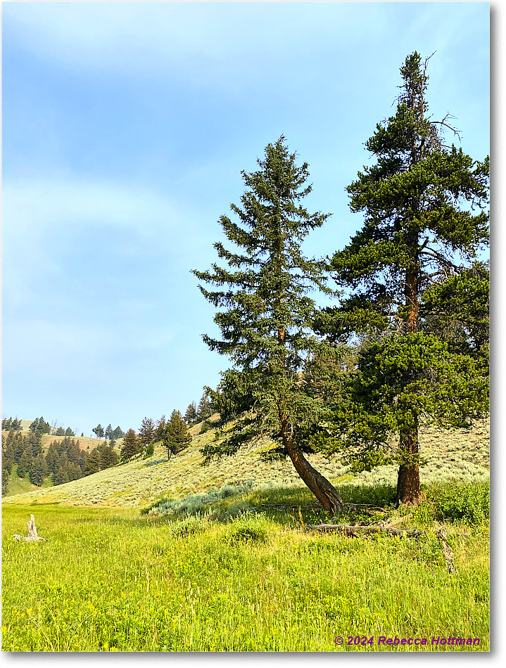 Yellowstone_Jul30Tue_IMG_5315