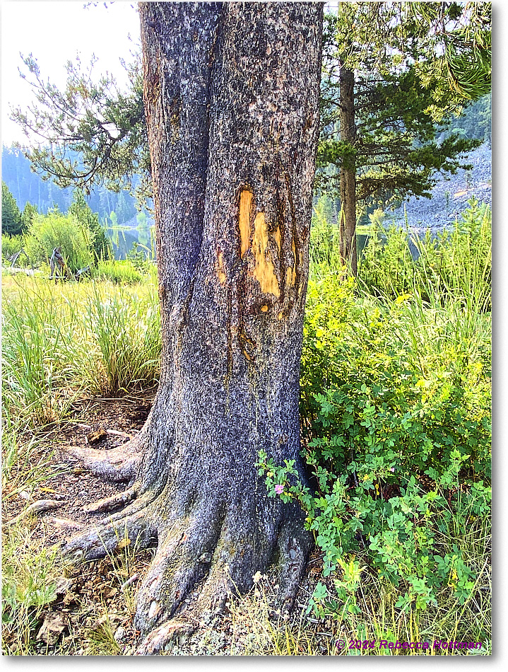 Yellowstone_Jul30Tue_IMG_5317