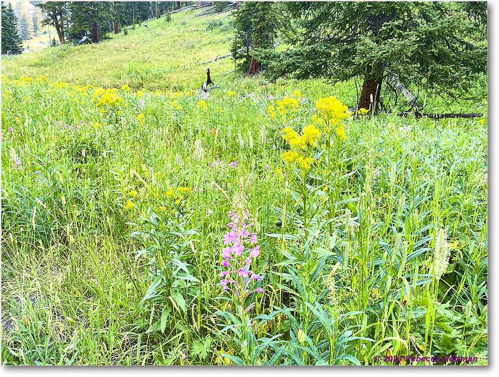 Yellowstone_Jul30Tue_IMG_5319