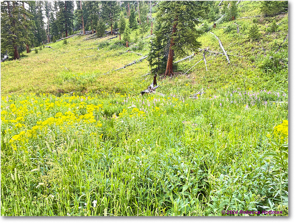 Yellowstone_Jul30Tue_IMG_5320