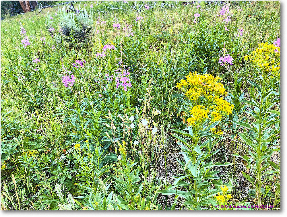 Yellowstone_Jul30Tue_IMG_5321