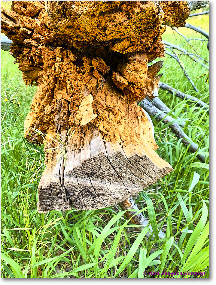 Yellowstone_Jul30Tue_IMG_5323