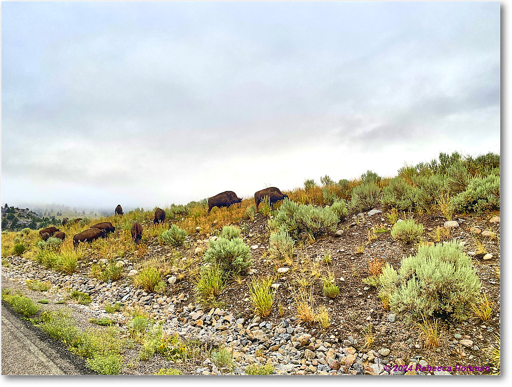 Yellowstone_Jul31Wed_IMG_5337