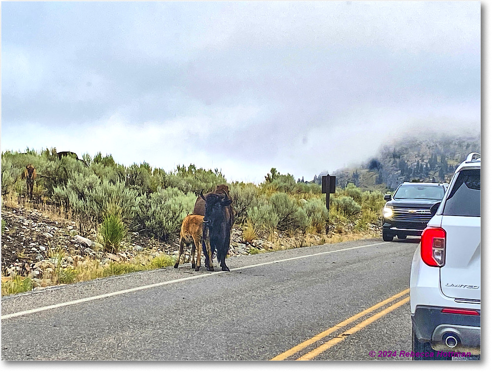 Yellowstone_Jul31Wed_IMG_5341