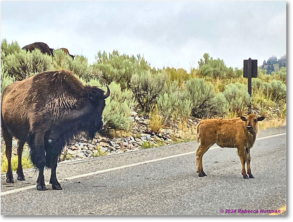Yellowstone_Jul31Wed_IMG_5343