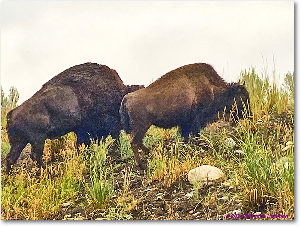 Yellowstone_Jul31Wed_IMG_5344