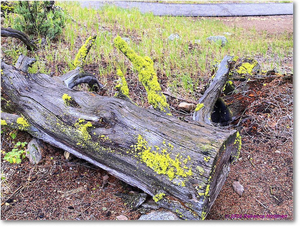 Yellowstone_Jul31Wed_IMG_5355