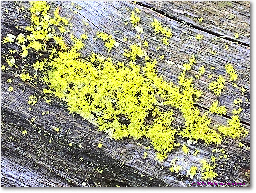 Yellowstone_Jul31Wed_IMG_5356